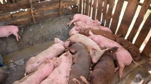 Diario HOY | Reconocen a Paraguay como país libre de peste porcina africana