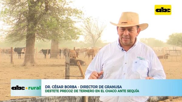 Destete precoz de ternero en el Chaco ante sequía - ABC Rural - ABC Color
