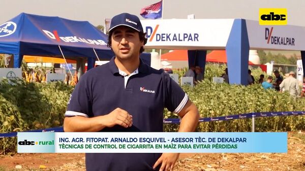 Técnicas de control de cigarrita en maíz para evitar pérdidas - ABC Rural - ABC Color