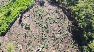 Destruyen plantación de marihuana y campamento en reserva natural - Nacionales - ABC Color