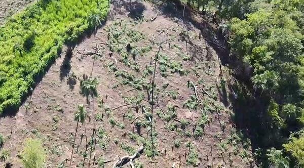 Destruyen plantación de marihuana y campamento en reserva natural - Nacionales - ABC Color