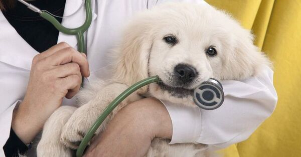 Gatos y perros: mejor prevenir que curar - Mascotas - ABC Color
