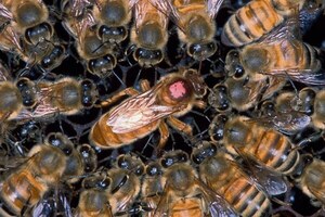 Enjambre de abejas atacó a niños de una escuela en Tomás Romero Pereira