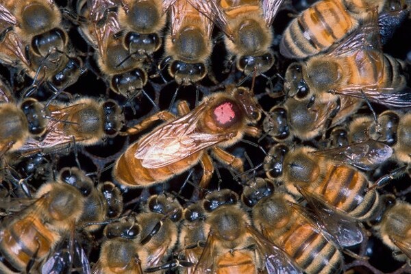 Enjambre de abejas atacó a niños de una escuela en Tomás Romero Pereira