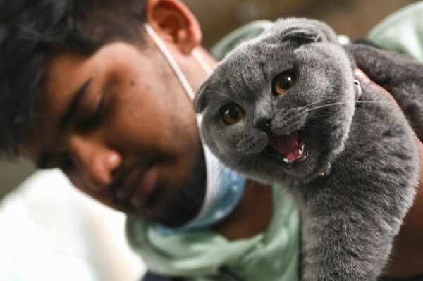 Criar felinos - Mascotas - ABC Color