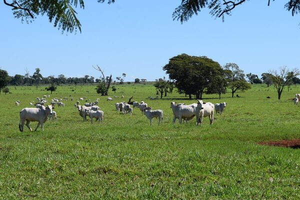 Precio del Novillo Mercosur bajó 4 centavos y se ubicó en US$ 4,32 a la carne