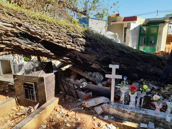 Crónica / Árbol cayó en cementerio y "remató" a los difuntos