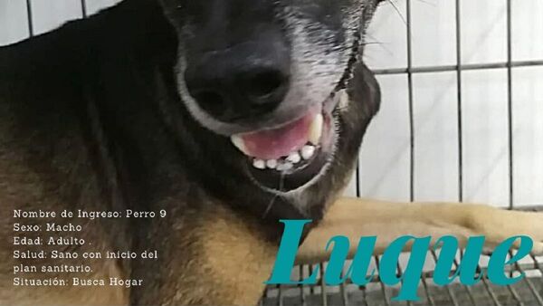 Buscan casa para los 21 perritos rescatados tras allanamiento en Luque