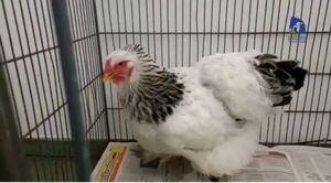 Hombre que abusó de una gallina fue condenado