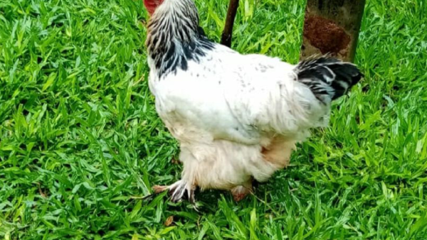 Condenan a un año de cárcel a hombre por abuso sexual a gallina