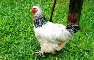Violador de gallina fue condenado a un año de cárcel - Noticiero Paraguay