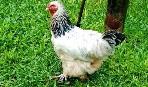 Condenan a un año de cárcel a hombre por abuso de gallina