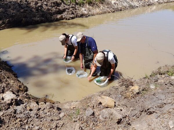 Realizan siembra de peces en estanques de Ayolas - Nacionales - ABC Color