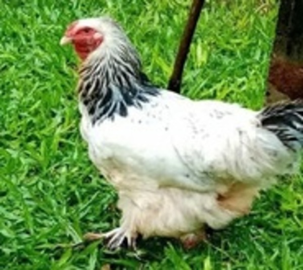 Hombre que habría abusado de una gallina es condenado a un año - Paraguay.com