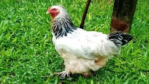 Hombre que habría abusado de una gallina es condenado a un año | Noticias Paraguay
