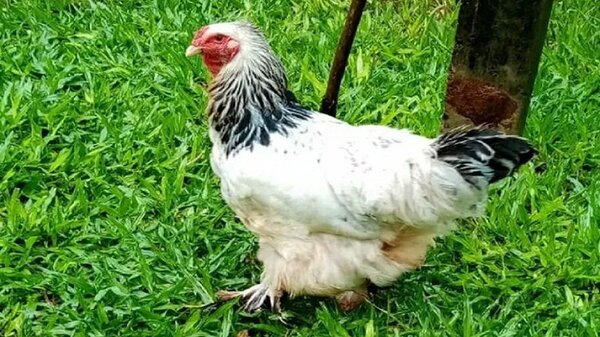 Hombre que habría abusado de una gallina es condenado a un año | Noticias Paraguay