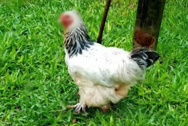 Crónica / Ligó un año de cárcel por abusar de “Cococha”