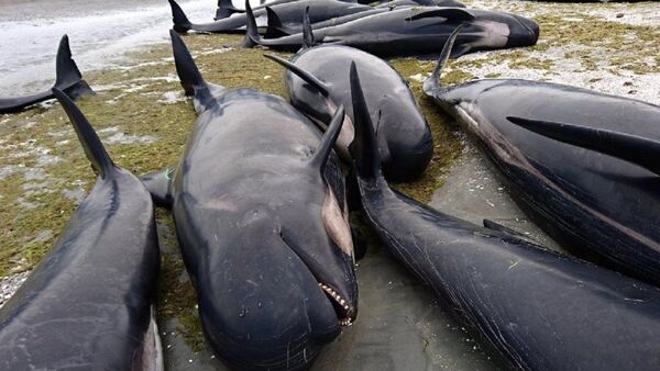 Una treintena de ballenas mueren varadas en Nueva Zelanda