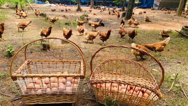 ¿Escasez de huevos? Estas siete granjas se destacan por su producción free range