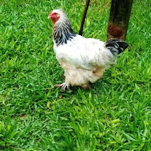 Histórica condena por zoofilia en Paraguay - 1000 Noticias