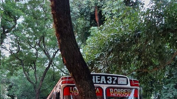 Micro chatarra se estrelló contra un árbol