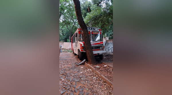 Diario HOY | Bus queda sin frenos en plena bajada y choca contra un árbol: "Atajarse era lo que quedaba"