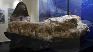 Hallan fósil de un cráneo de un monstruo marino en Perú