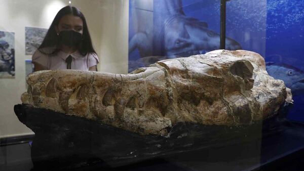 Hallan fósil de un cráneo de un monstruo marino en Perú