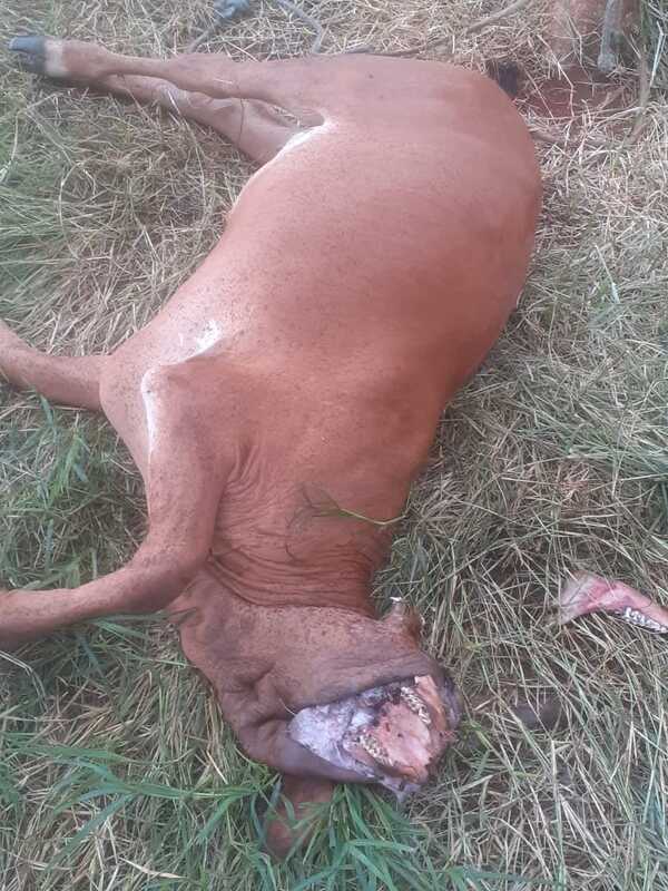 Chupa cabras en Arroyito?