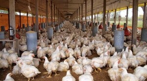 Interrupción de cadena de suministros afecta gravemente al negocio de pollos y huevos - ADN Digital
