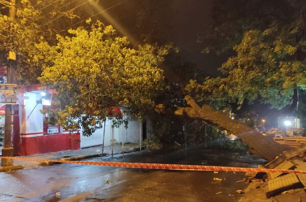 Añoso lapacho se precipita sobre un negocio tras temporal - Nacionales - ABC Color