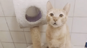 Tacumbú, el gato que salió de la prisión y ahora busca una segunda oportunidad - Noticiero Paraguay