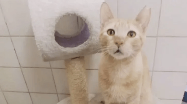Tacumbú, el gato que salió de la prisión y ahora busca una segunda oportunidad - Noticiero Paraguay