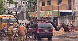 La Nación / Ñemby: cayó un frondoso árbol que aplastó cinco autos y dejó dos heridos