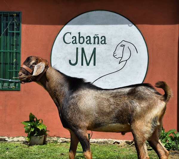Cabaña paraguaya exportará genética caprina a la Argentina