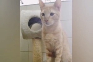 Buscan hogar para “Tacumbú”, el gato que salió de la penitenciaría
