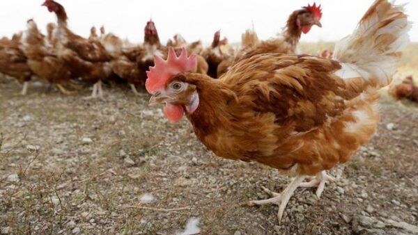 Gripe aviar obliga a sacrificar millones de aves en Iowa
