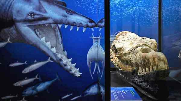 Diario HOY | Identificados los restos de una ballena de hace 36 millones de años hallados en Perú
