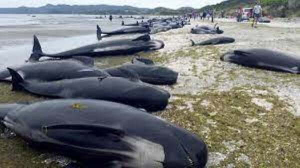 Más de 30 ballenas encallaron en Nueva Zelanda