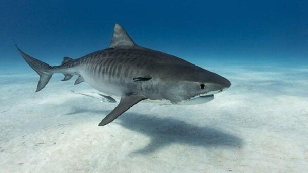 Turista italiano muere atacado por un tiburón en el Caribe