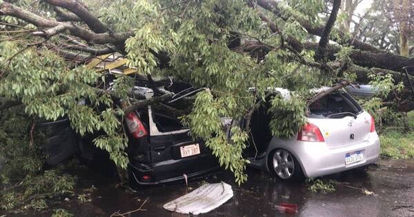 La Nación / Frondoso árbol caído aplastó cinco autos y dejó dos heridos