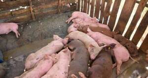 La Nación / Paraguay está libre de peste porcina africana