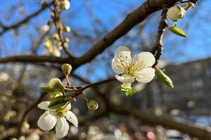 Otoño: ideal para plantar flores y hermosear el jardín - Nacionales - ABC Color