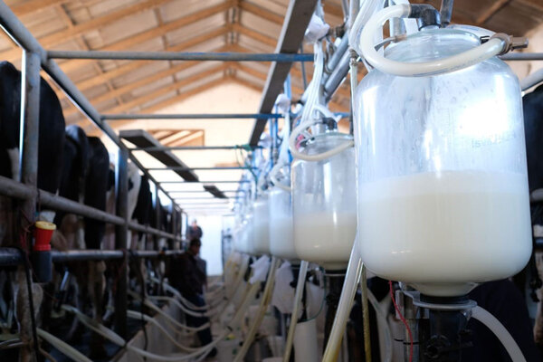 Productores de leche piden garantías en rutas para abastecer a los supermercados - ADN Digital