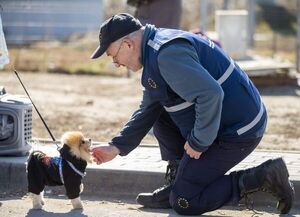 Las mascotas, las otras protagonistas de la guerra en Ucrania - Mundo - ABC Color