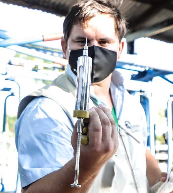 Vacunación bovina entra a su última semana con casi 13 millones de animales ya inmunizados - .::Agencia IP::.