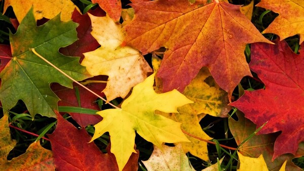 ¡Mañana inicia el otoño!