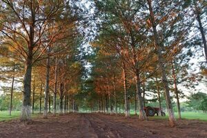 Inicia el otoño, con caída de hojas y plantación de flores - La Clave