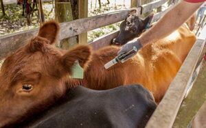 Vacunación bovina: Casi 13 millones de animales ya fueron inmunizados