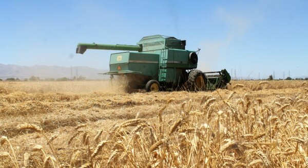 El trigo reporta una ligera ganancia de 0,21%